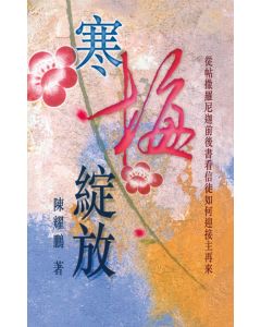 寒梅綻放